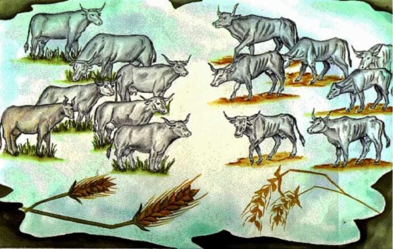 Seven fat cows seven skinny cows